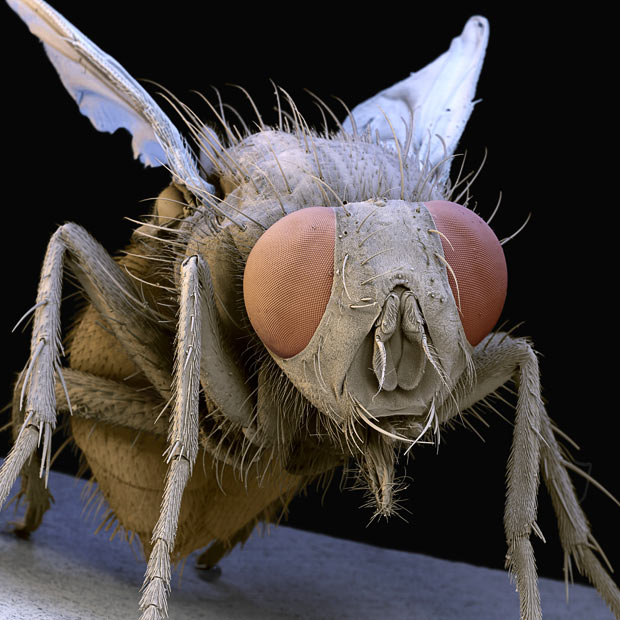 common housefly (Musca domestica)