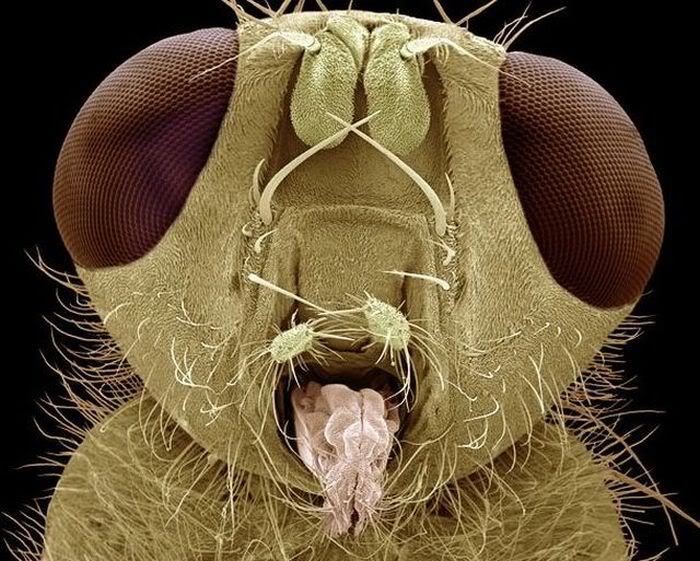 Insects Under the Electron Microscope