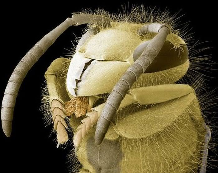 Insects Under the Electron Microscope