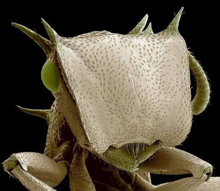 Insects Under the Electron Microscope