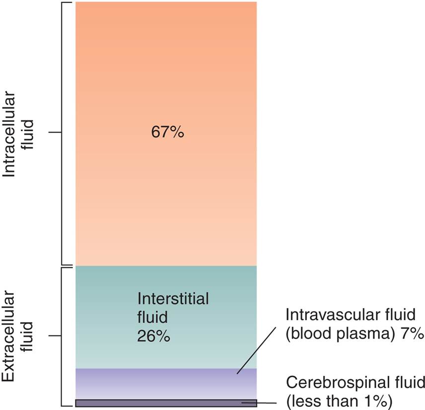 Relative Size of the Body’s Fluid Compartments