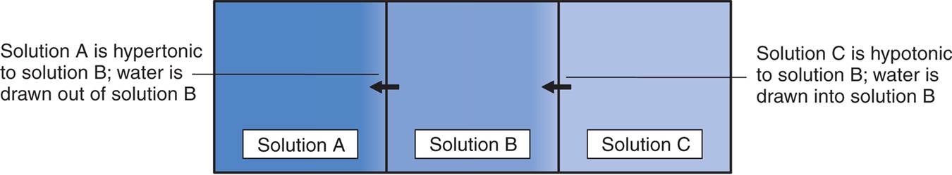 Effects of Differences in Solute Concentration on the Movement of Water Molecules