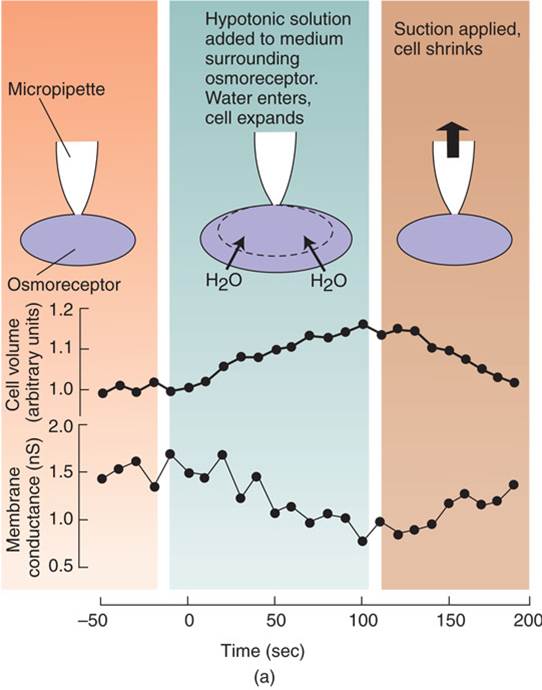 Action of an Osmoreceptor 