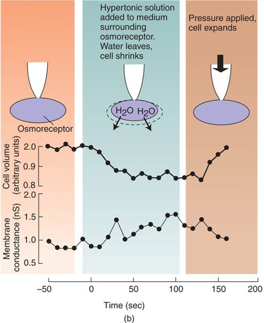 Action of an Osmoreceptor 