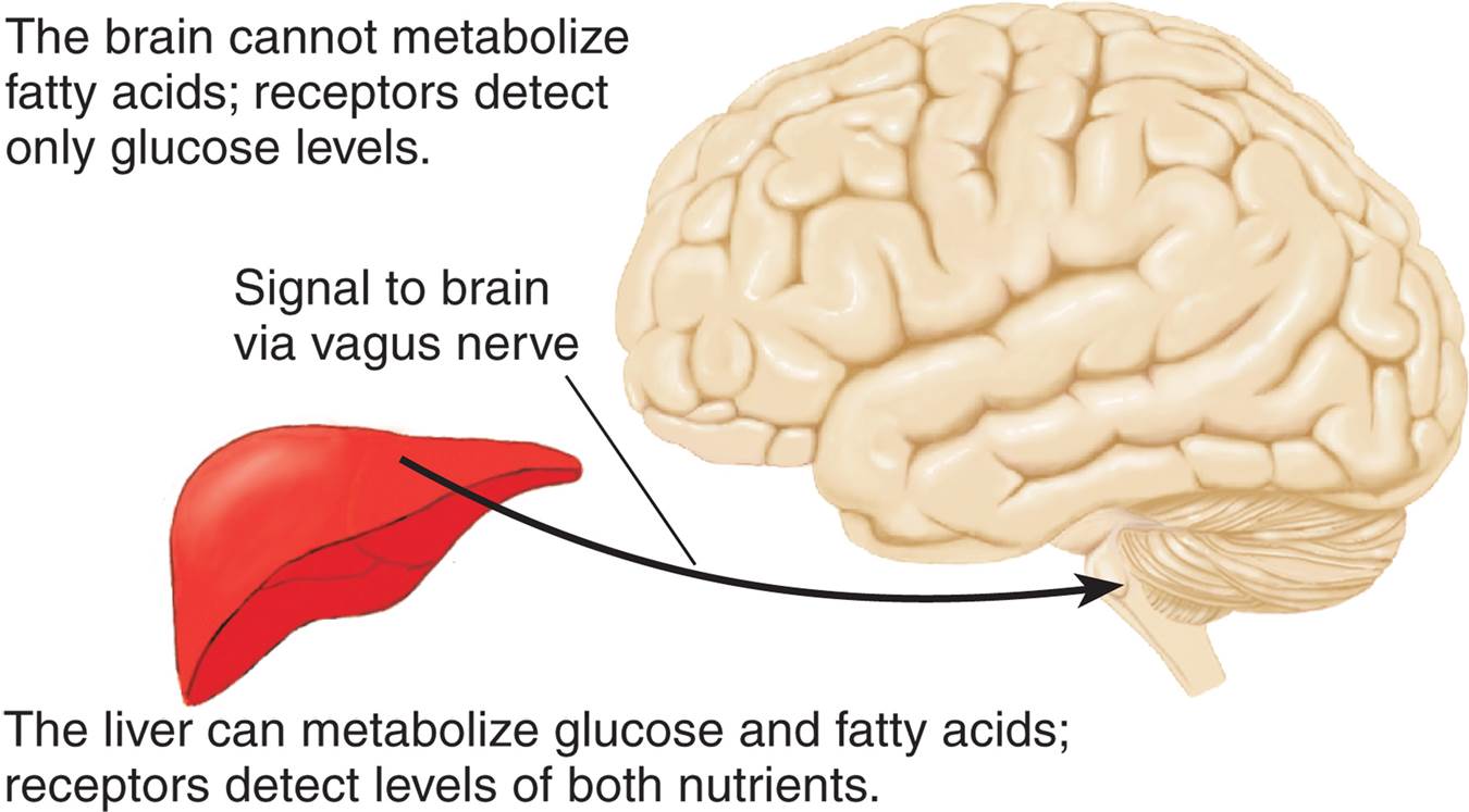 Nutrient Receptors 