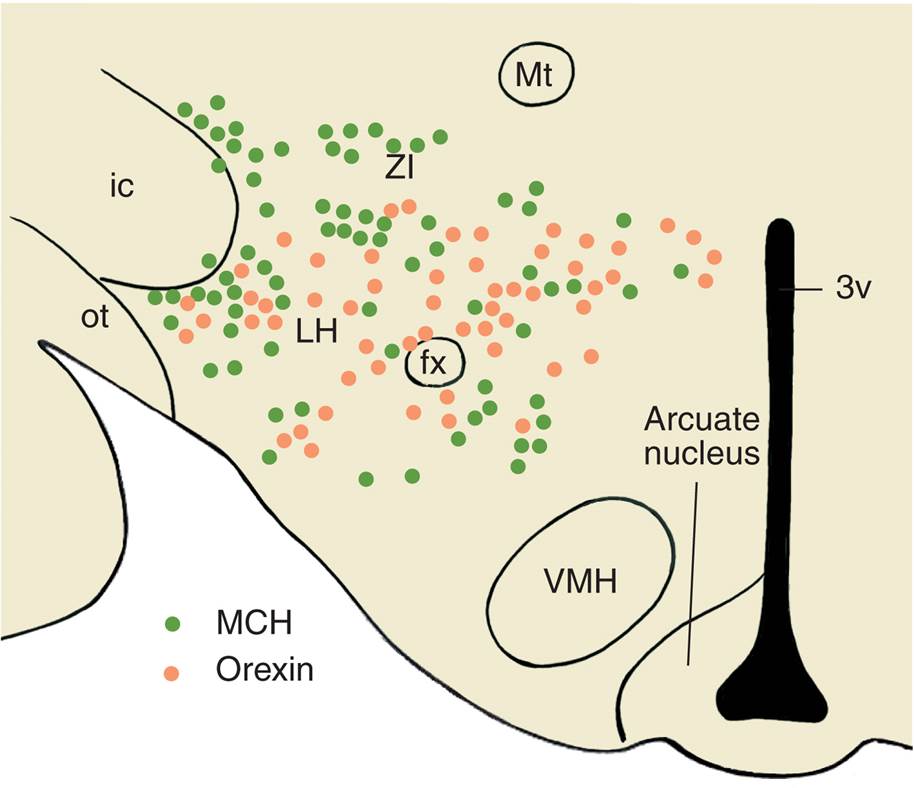 Peptides in the Hypothalamus 