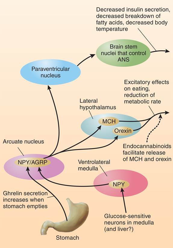 Action of Hunger Signals on Feeding Circuits in the Brain 