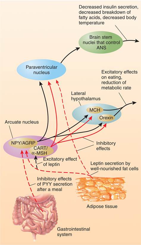 Action of Satiety Signals on Hypothalamic Neurons Involved in Control of Hunger and Satiety