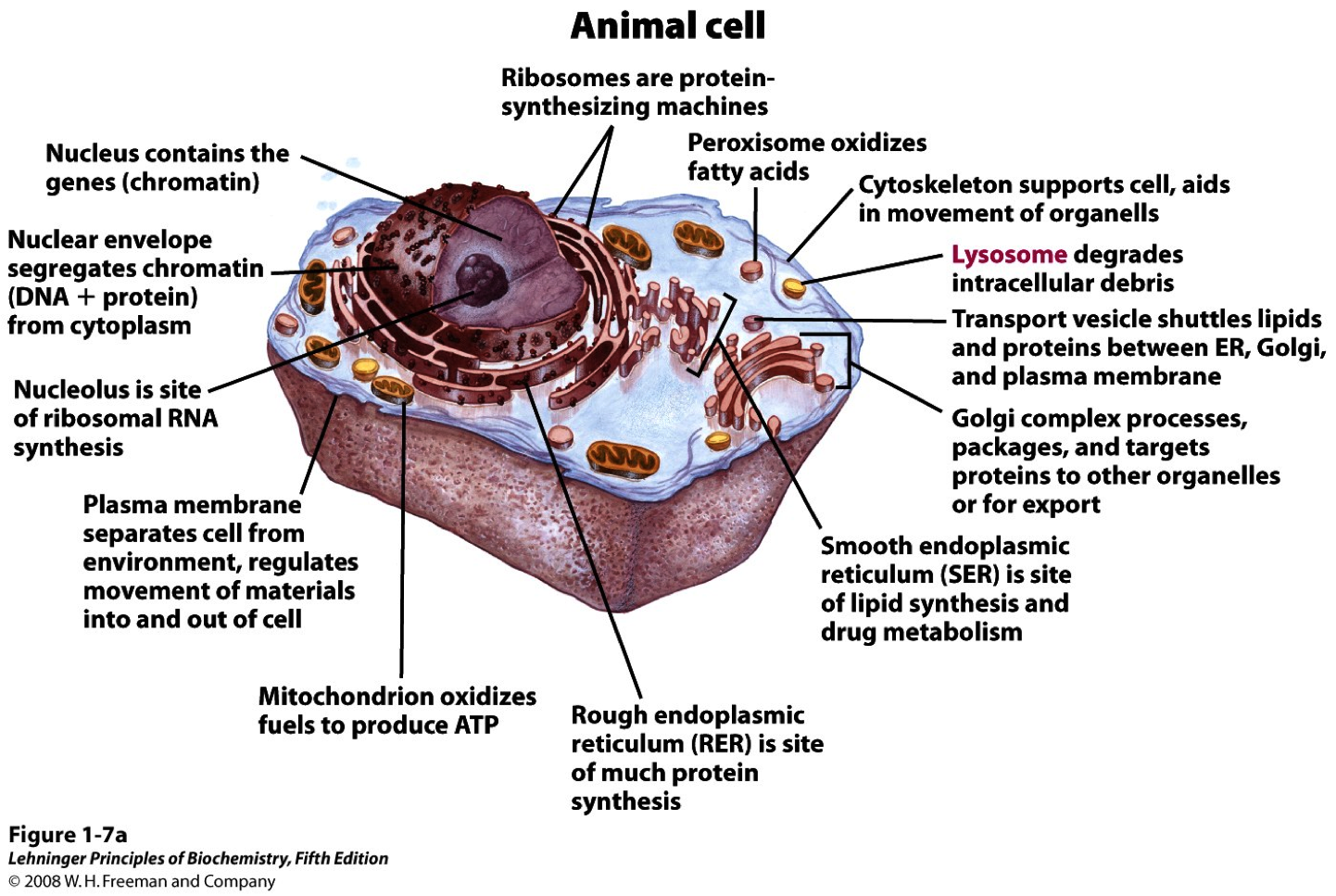 animal cell