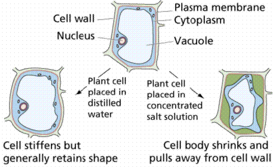 bio: cellwall