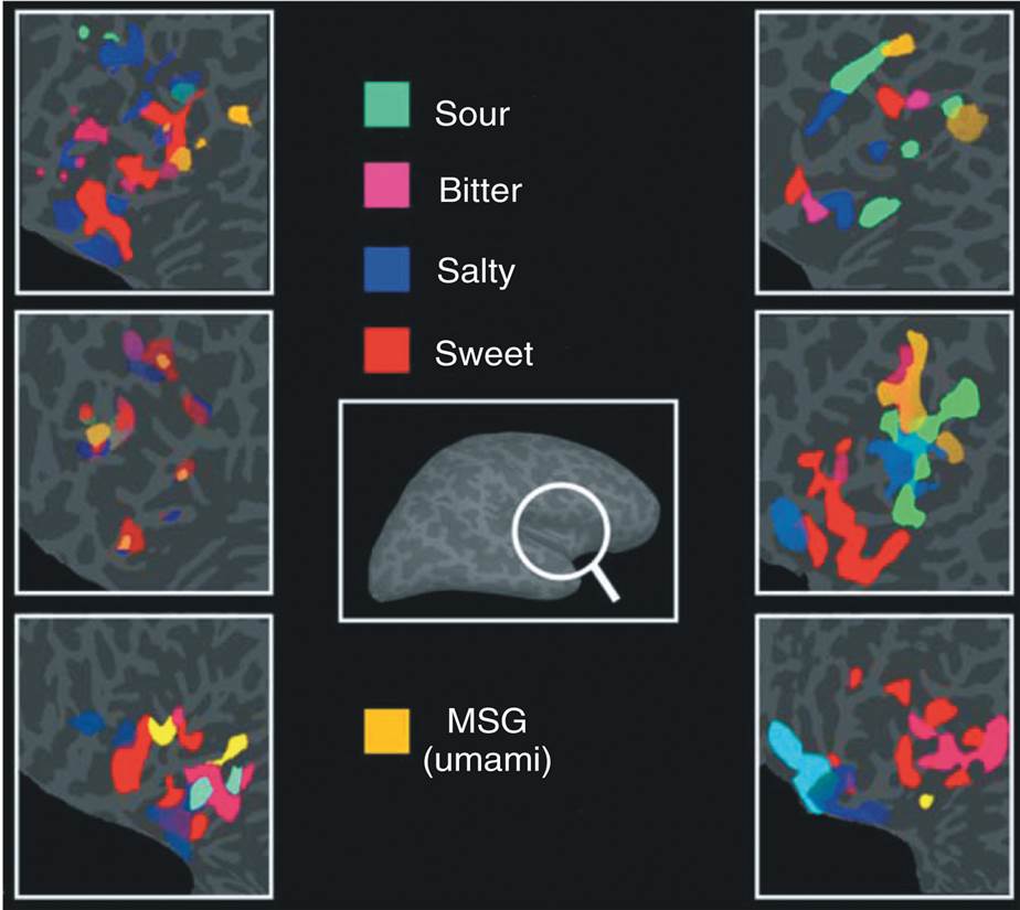 Activation of the Primary Gustatory Cortex by Taste Stimuli 