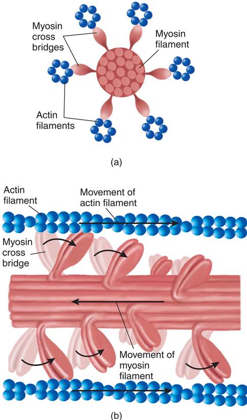 Mechanism of Muscular Contraction 