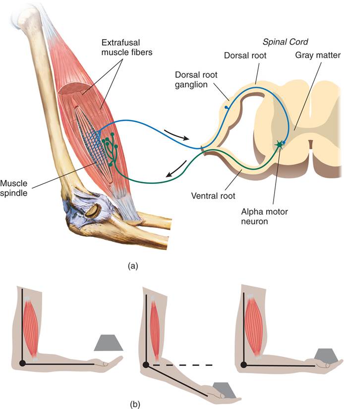 The Monosynaptic Stretch Reflex 