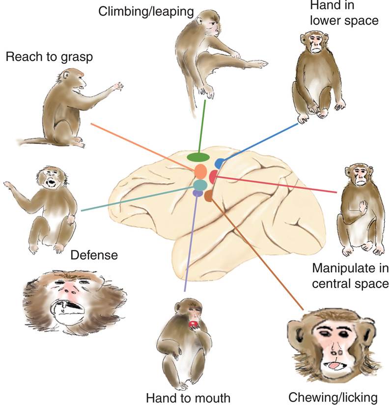 Stimulation of the Motor Cortex 