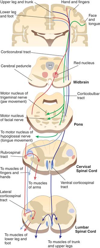 Lateral Group of Descending Motor Tracts 