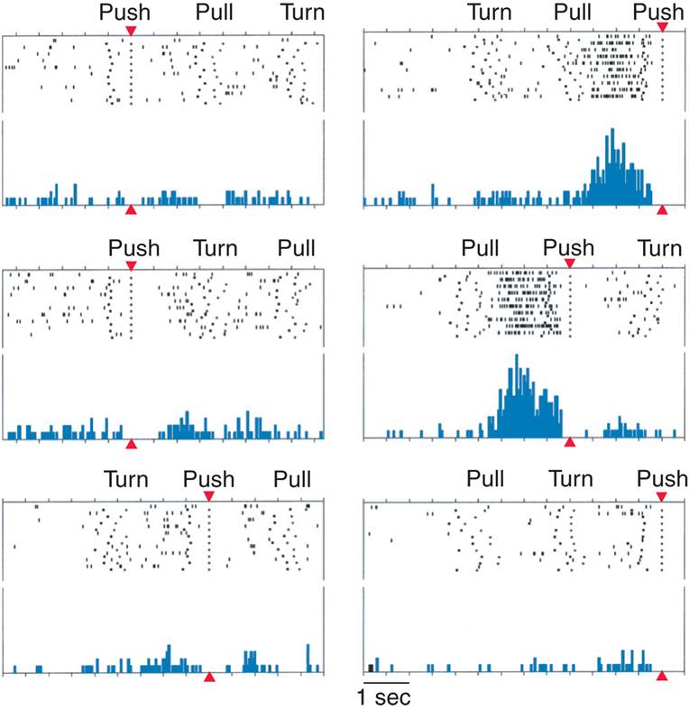 Firing Patterns of a Supplementary Motor Area Neuron 