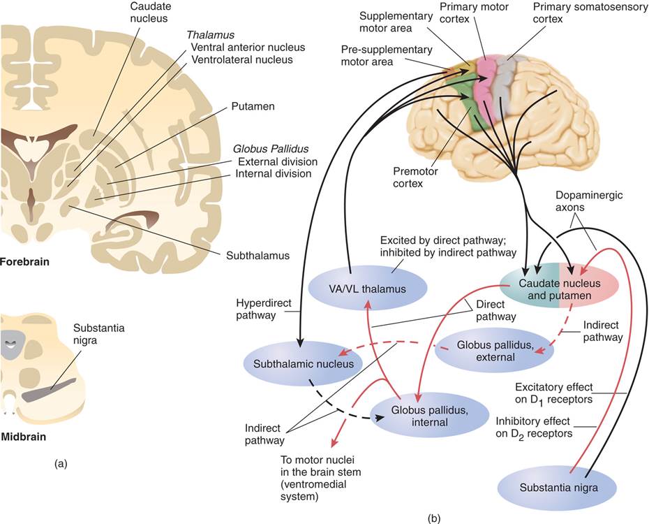 Basal Ganglia 