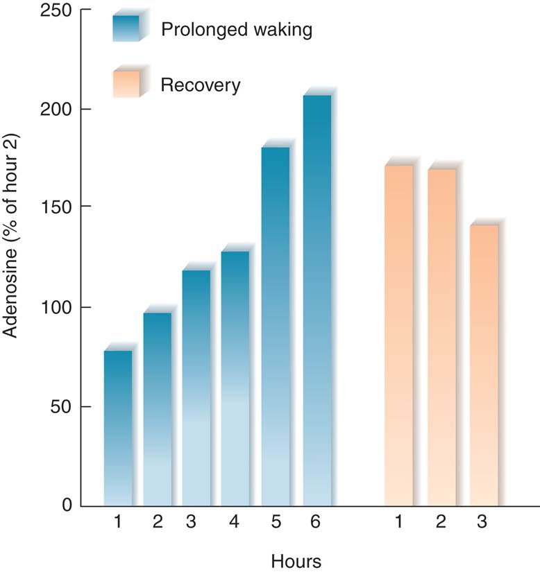 Adenosine and Sleep 