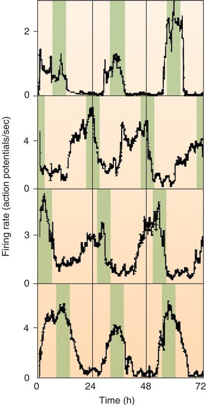 Firing Rate of Individual SCN Neurons in a Tissue Culture Color bars have been added to emphasize th