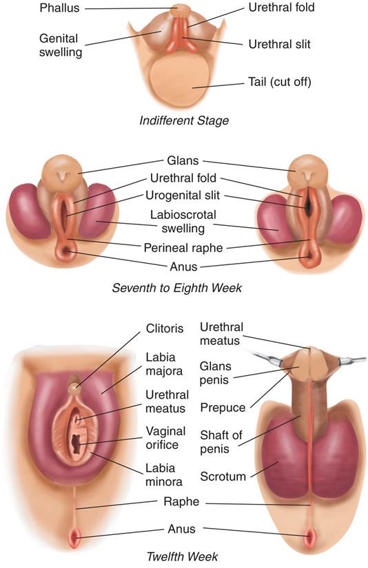 Development of the External Genitalia 