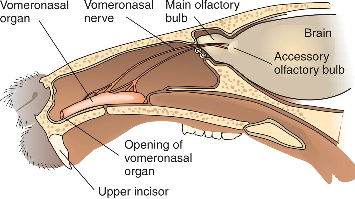 The Rodent Accessory Olfactory System 