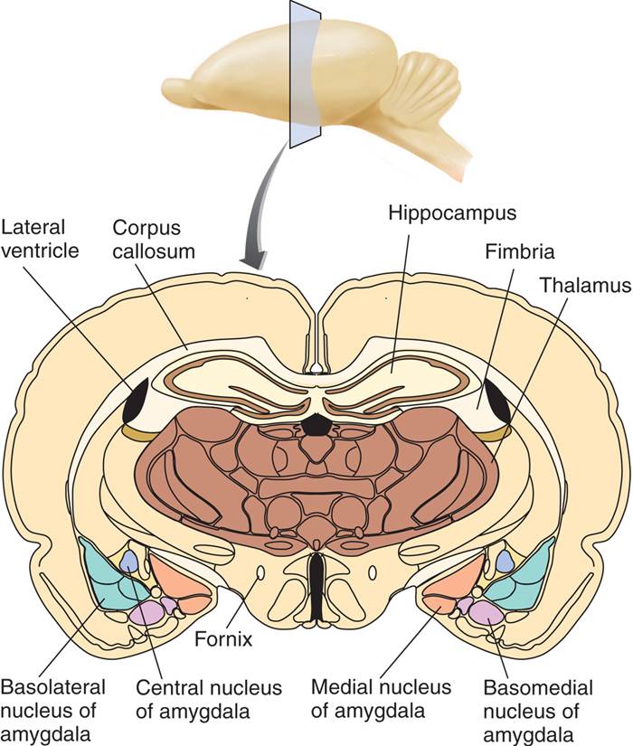 The Amygdala 