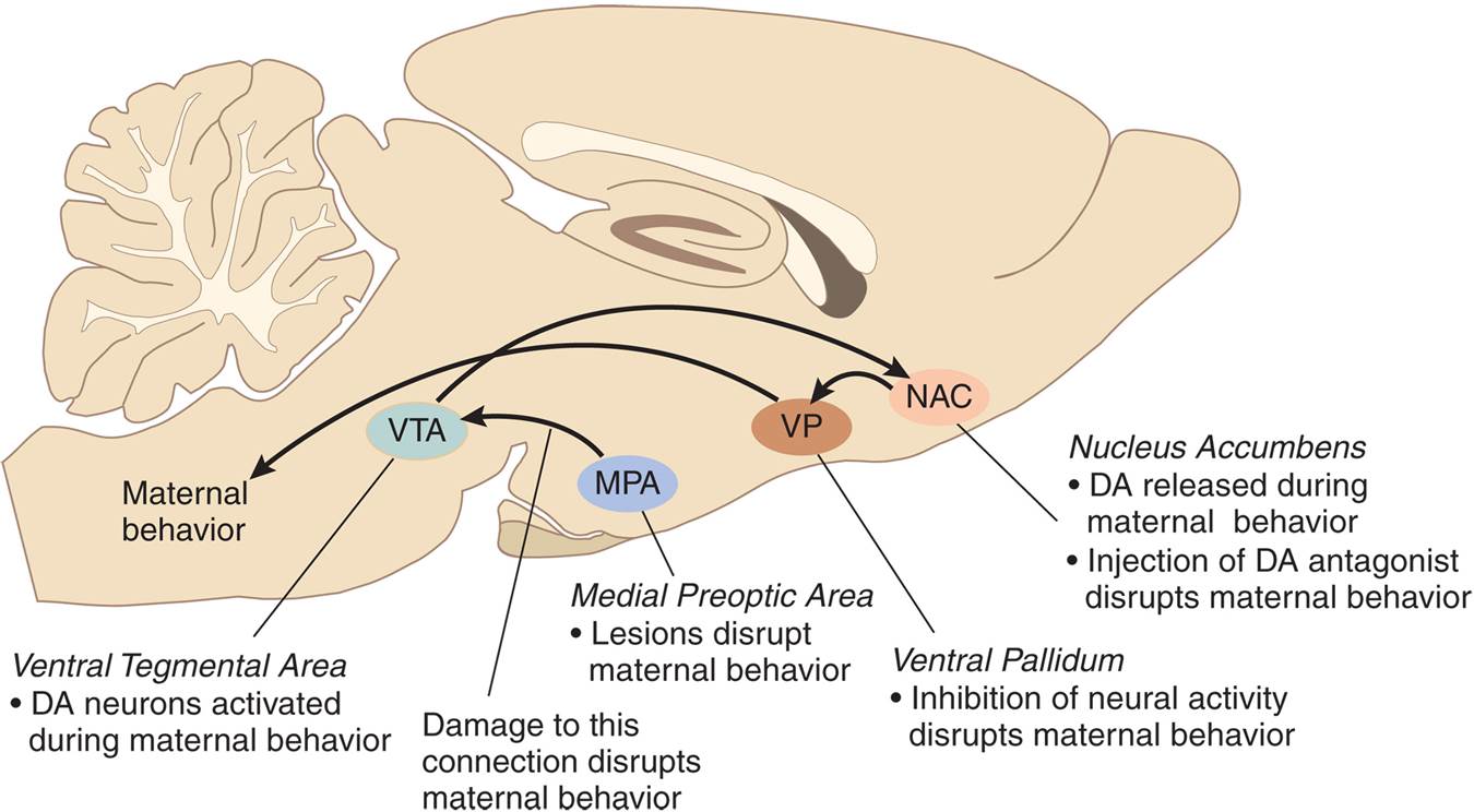 Neural Circuits and Maternal Behavior 