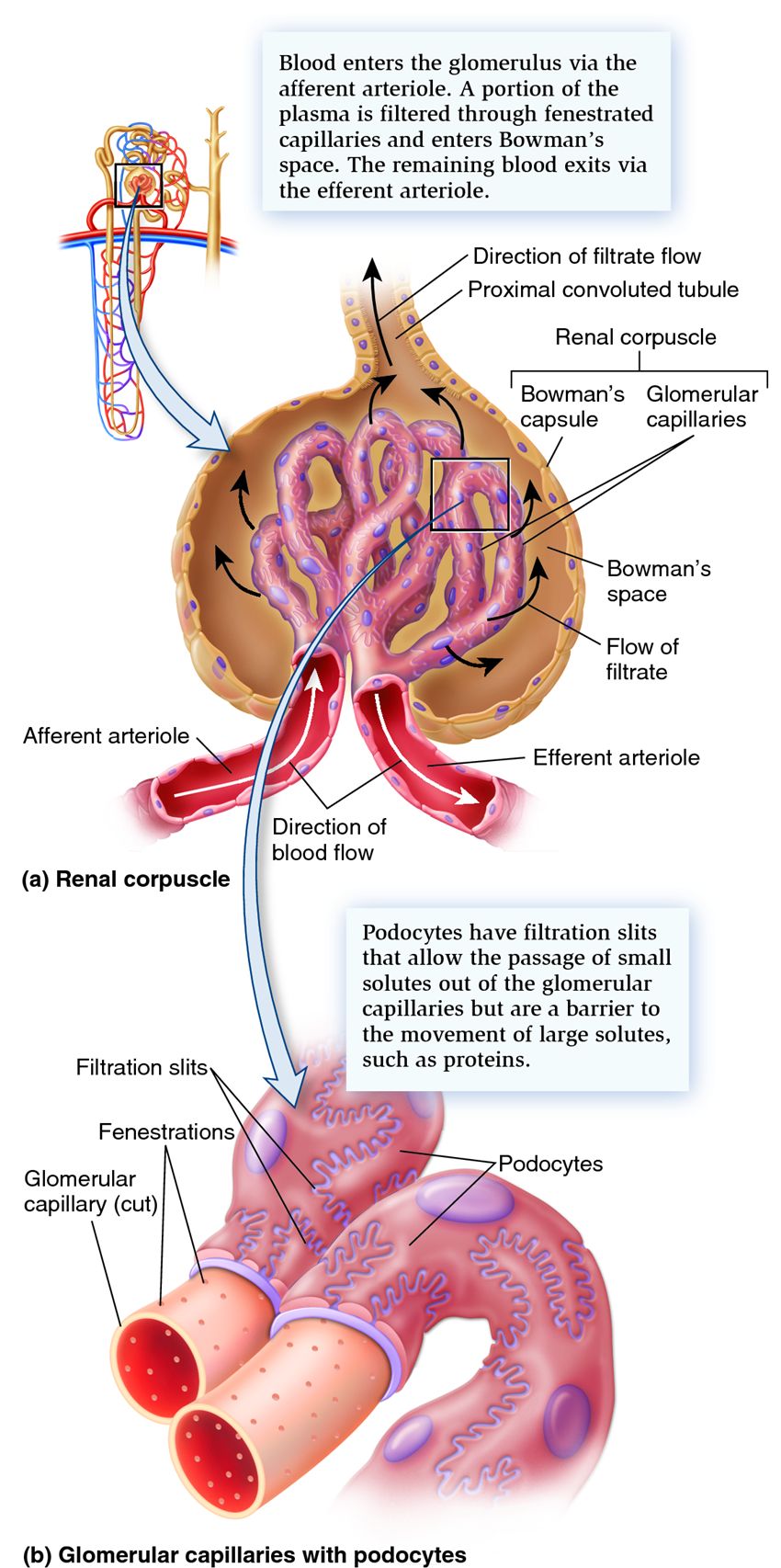 The structure and function of the renal corpuscle.