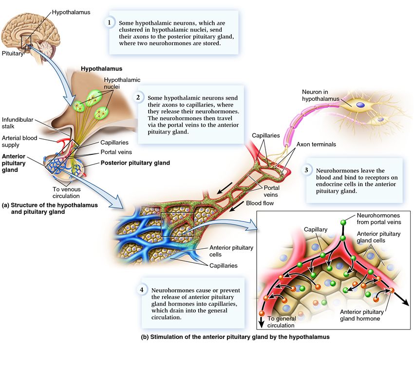 Structure and function of the hypothalamus and pituitary gland.