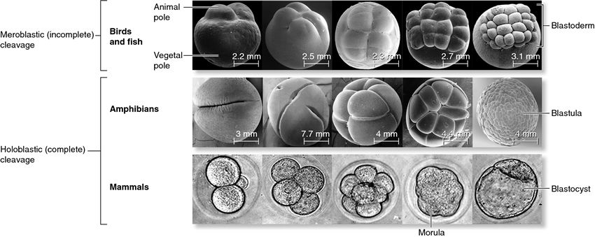 Meroblastic and holoblastic cleavage.