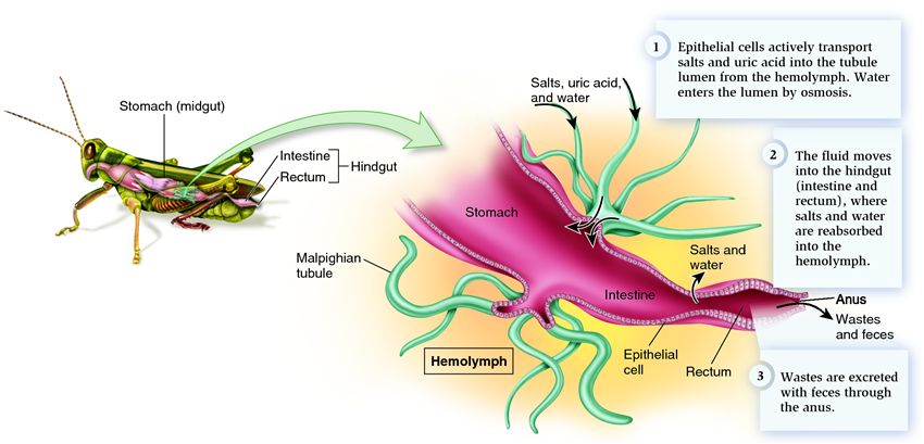 Malpighian tubules from the excretory system of an insect.