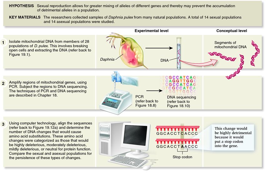 Paland and Lynch demonstrated the importance of sexual reproduction in reducing the frequency of mal