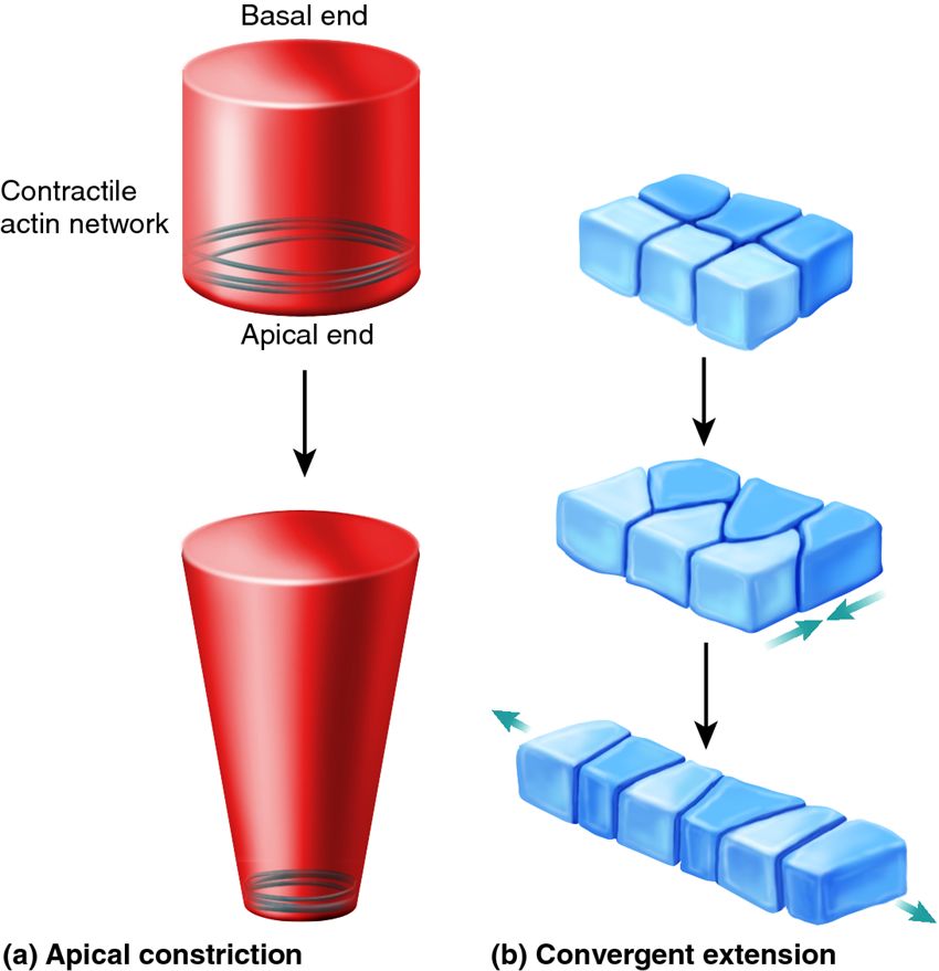 Two mechanisms that affect cell shape and movement.