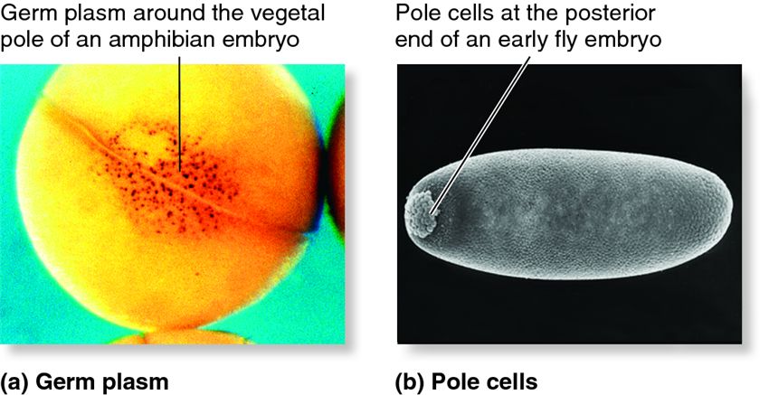 Germ plasm and primordial germ cells (PGC) during gastrulation.