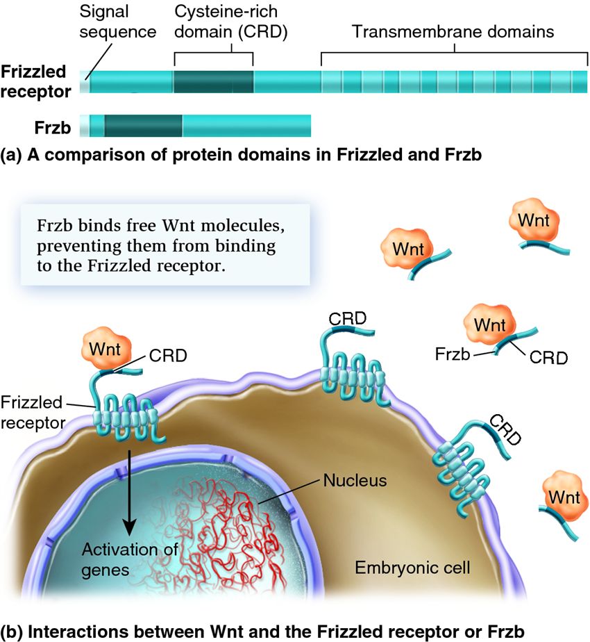 The actions of Frzb and the Frizzled receptor protein show how embryonic development represents a ba