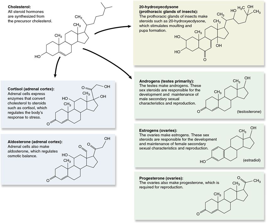 Synthesis and major functions of the chief steroid hormones in animals.