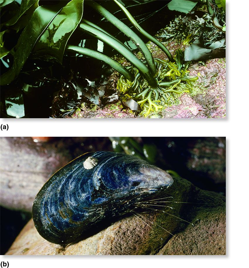 Animals and plants of the intertidal zone adhering to their rocky surface.