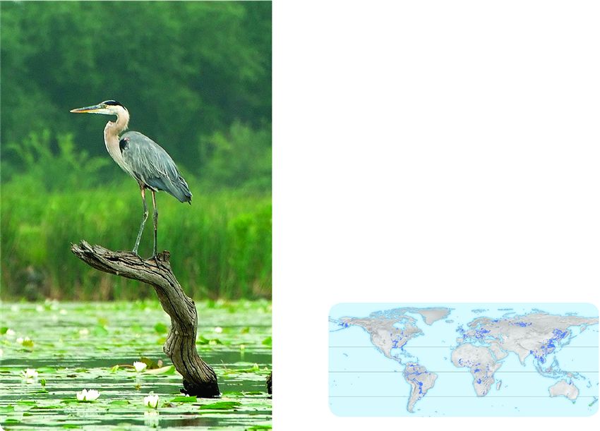 Wetlands in Canada