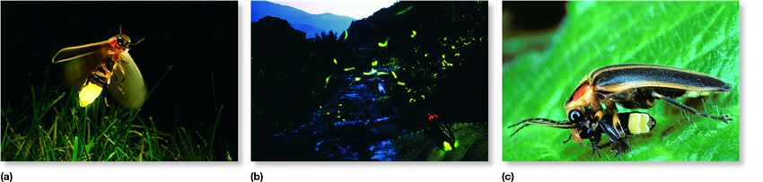 Visual communication in fireflies.