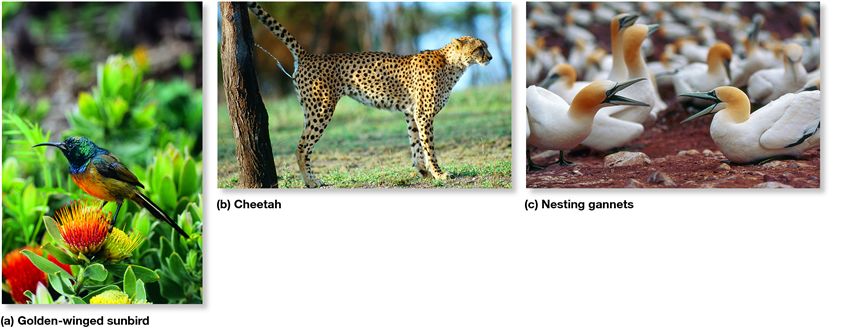 Territory sizes differ among animals.