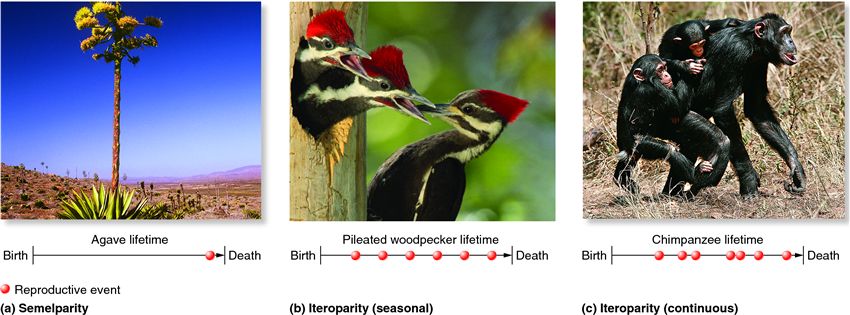 Differences in reproductive strategies.