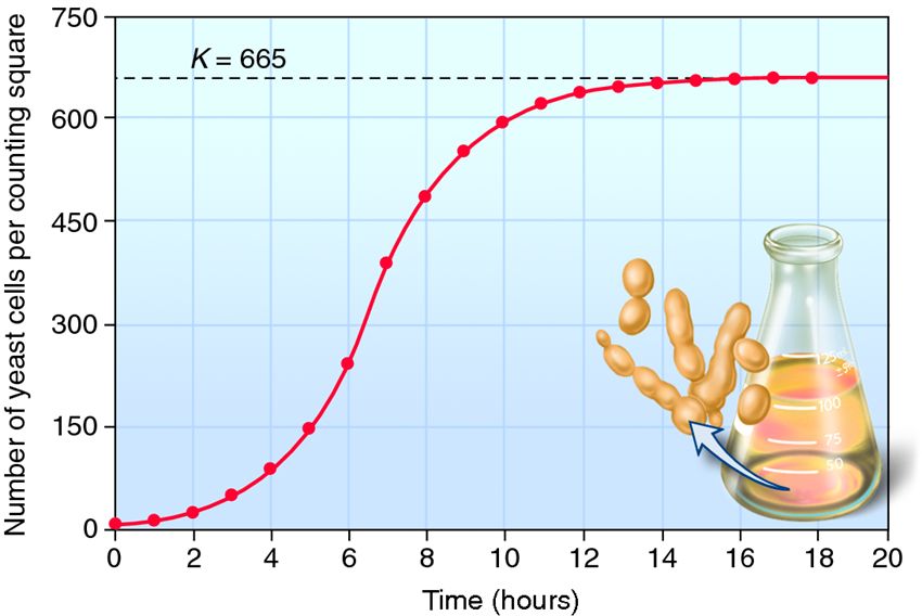 Growth of yeast cells in culture fits the logistic growth model.