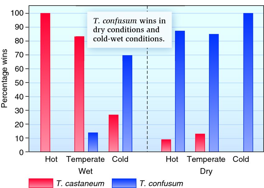 Influence of abiotic factors on competition between T. castaneum and T. confusum.