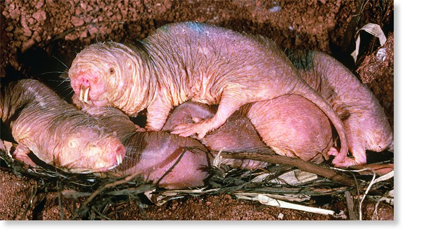 A naked mole rat colony.