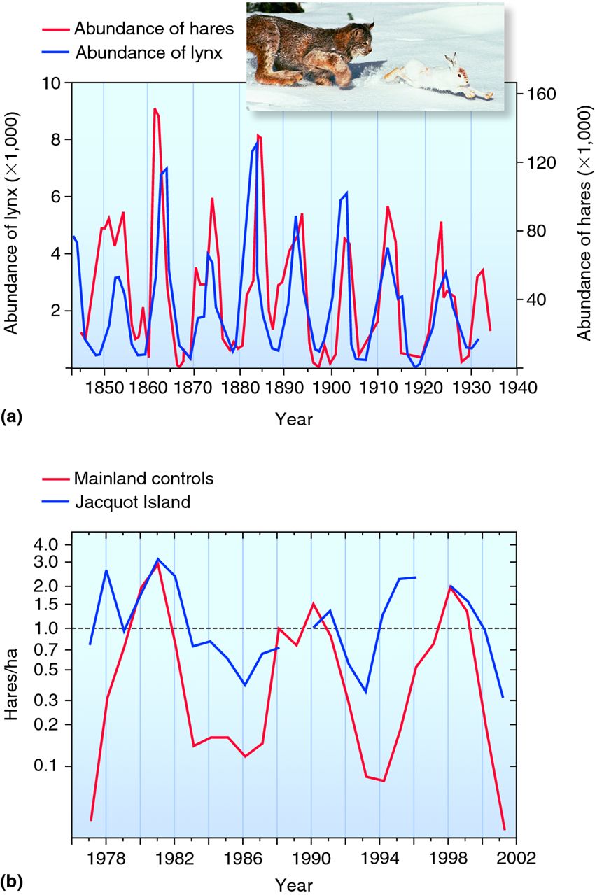 Effect of predator on prey populations.