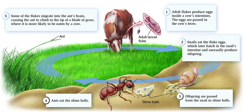 A parasite life cycle.