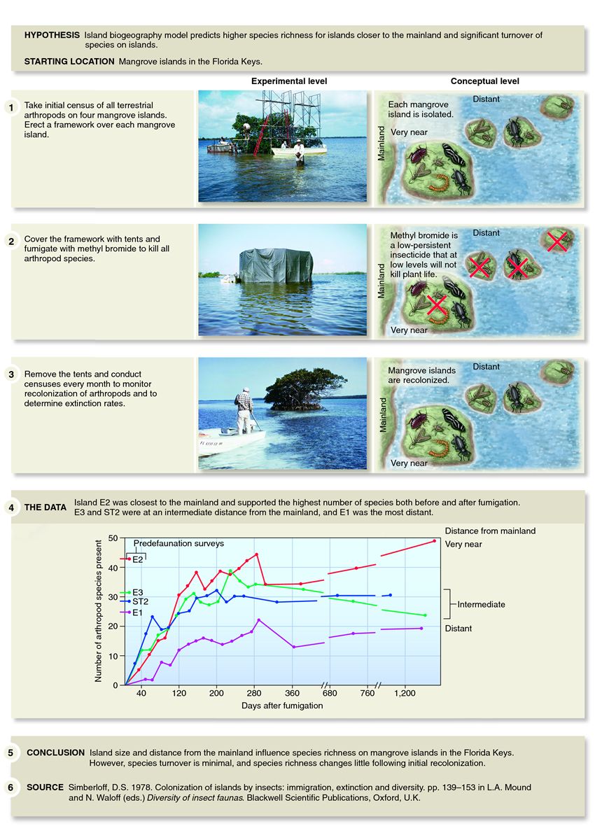 Wilson and Simberloff's experiments on the equilibrium model of biogeography.