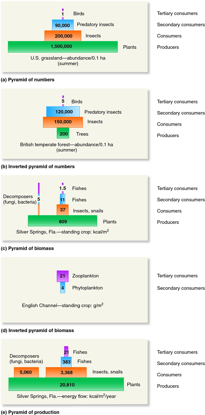 Ecological pyramids in food webs.