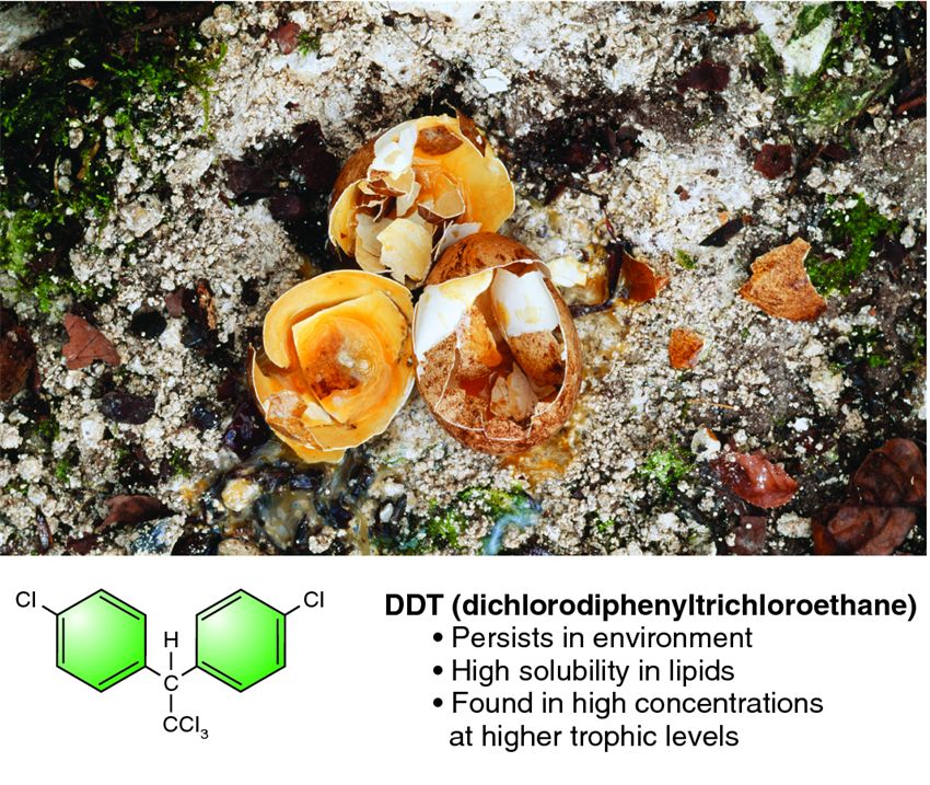 Thinning of eggshells caused by DDT.