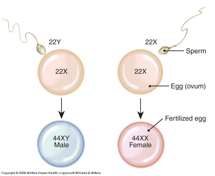 Inheritance of gender. 